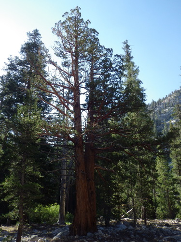Juniperus occidentalis, photograph 2