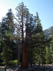 Juniperus occidentalis, photograph (c) Matt Lavin, some rights reserved (CC BY-SA)