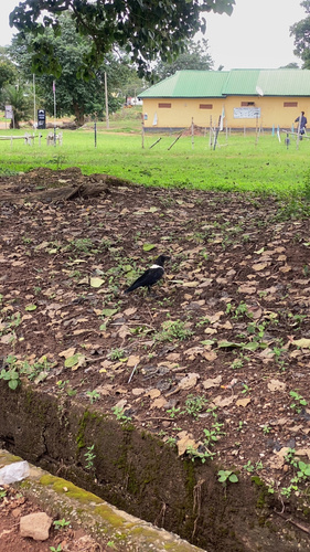 Pied Crow