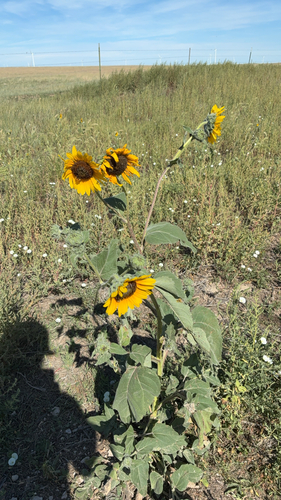 Common Sunflower