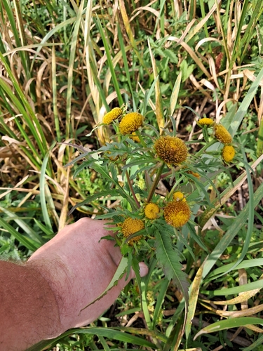 Greater Bur-marigold