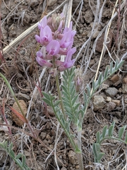 Astragalus andersonii