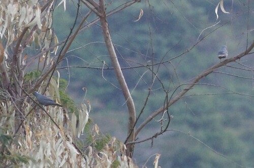 iNaturalist image