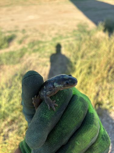 Western Tiger Salamander