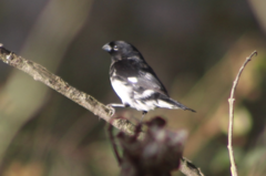 Sporophila luctuosa