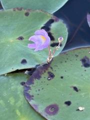 (c) Jaime McGuigan, some rights reserved (CC BY) Utricularia purpurea, photograph (c) Jaime McGuigan, some rights reserved (CC BY)
