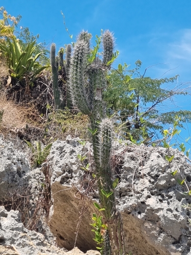 Spanish stenocereus