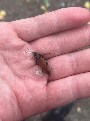 Red Pine Longhorn Beetle