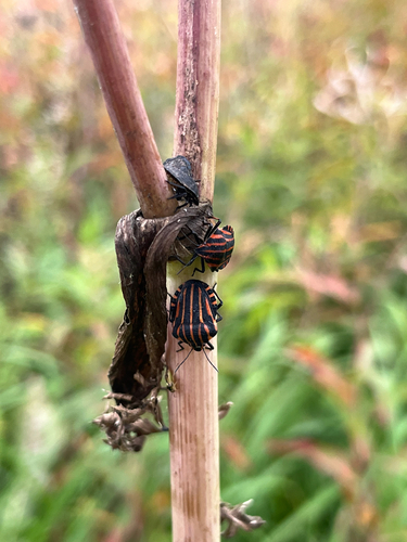 European Striped Shield Bug