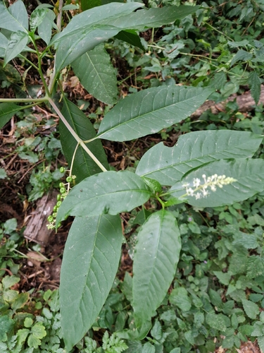 American pokeweed