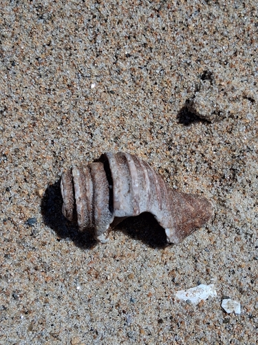 Neptunea decemcostata observed 2026-08-29