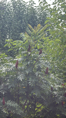 staghorn sumac
