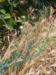 Rafinesquia californica