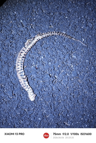 Ringed Water Snake