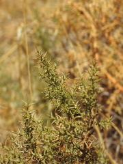 (c) Duarte Frade, some rights reserved (CC BY) Ulex argenteus, photograph (c) Duarte Frade, some rights reserved (CC BY)