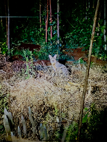 Indian Jungle Cat