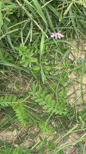 purple crownvetch
