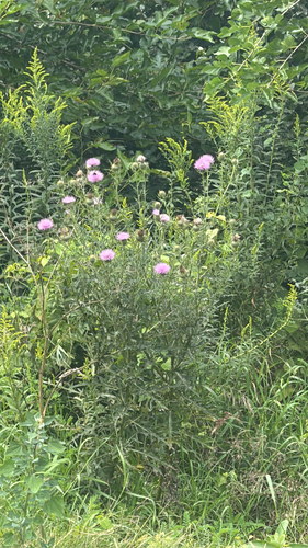 field thistle