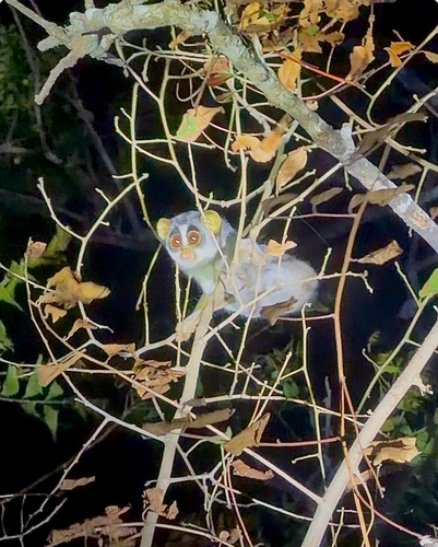 Grey Slender Loris