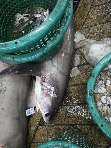 Pelagic Thresher Shark