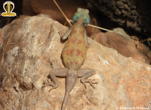 Bibron's Agama