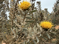 Leucospermum rodolentum