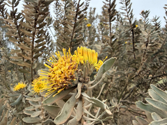 Leucospermum rodolentum, photograph (c) Deon van Eeden, some rights reserved (CC BY-SA)
