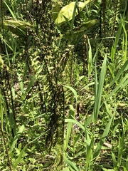 Matteuccia struthiopteris