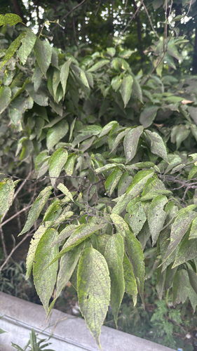 common hackberry