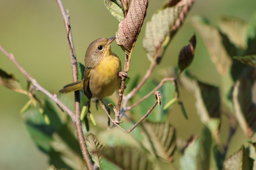 Common Yellowthroat