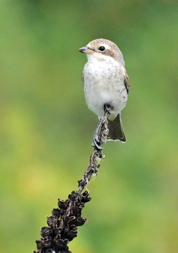Red-backed Shrike