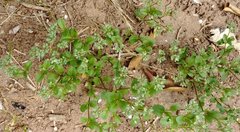 Polycarpon tetraphyllum tetraphyllum