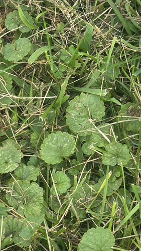 ground-ivy