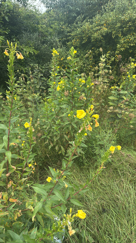 common evening-primrose
