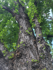 Hysterium angustatum