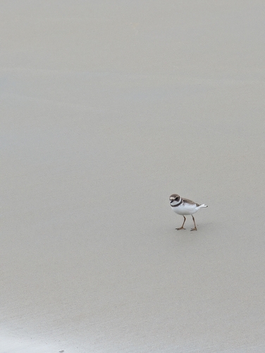 Semipalmated Plover