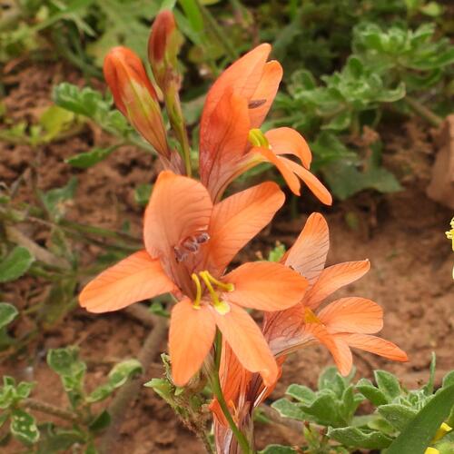 Tritonia laxifolia