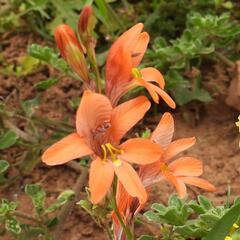 Tritonia laxifolia
