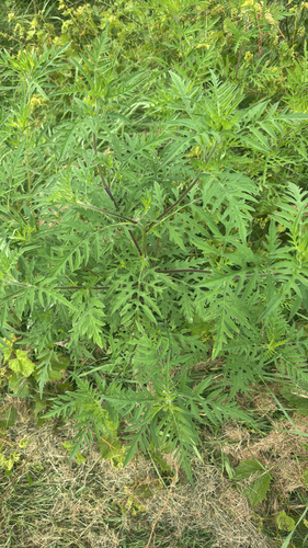 common ragweed