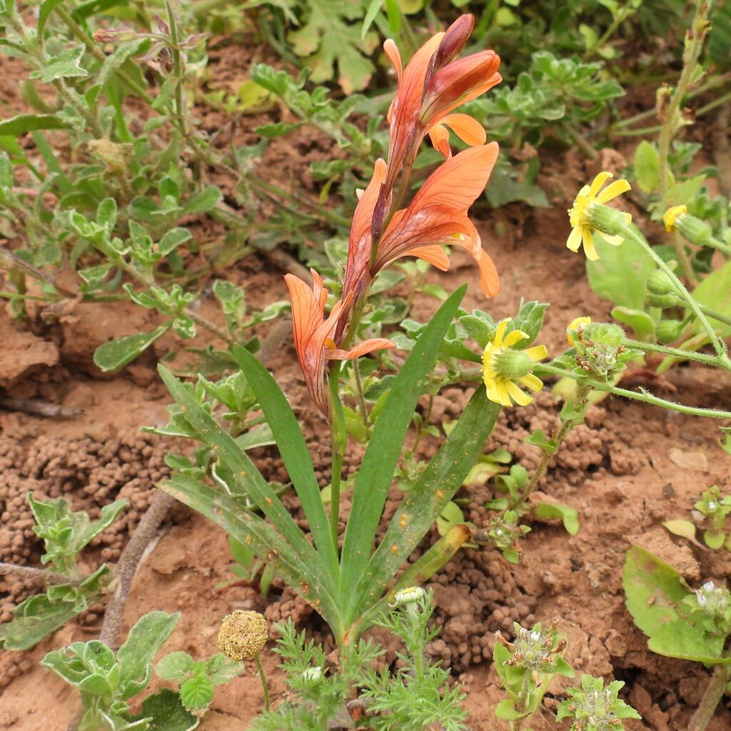 Tritonia laxifolia; photograph (c) Henry de Lange, some rights reserved (CC BY)