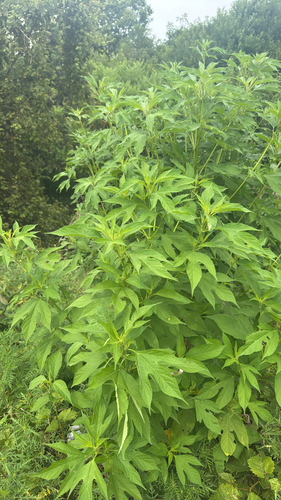 giant ragweed