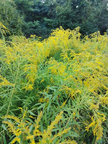 Canada goldenrod