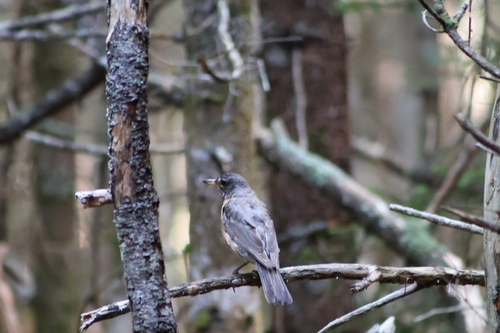 American Robin