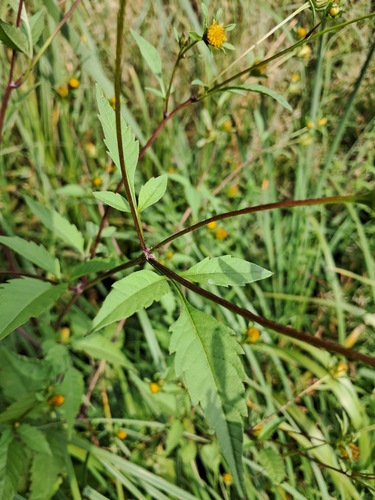 Devil's Beggarticks