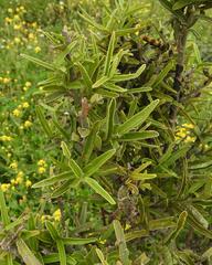 Capparis sepiaria