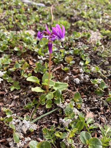 Dodecatheon frigidum, 2026-08-25