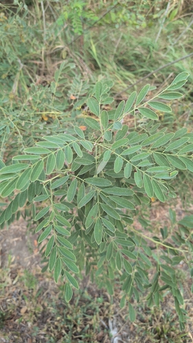 false indigo bush