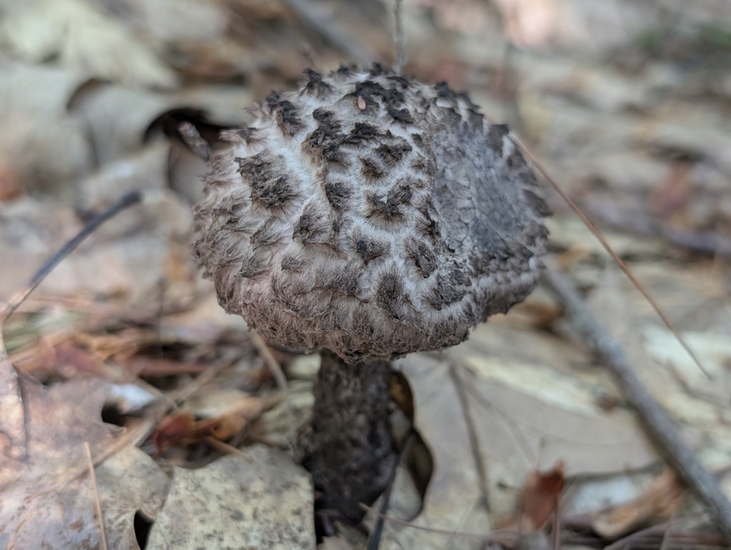 Old-man-of-the-woods · August 2026 · photo: Photo: (c) Ben Lapham, some rights reserved (CC BY-SA) · iNaturalist