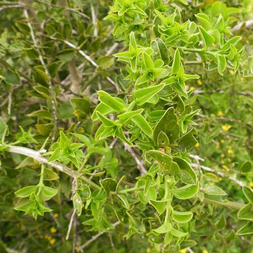 Azima tetracantha, photograph 4
