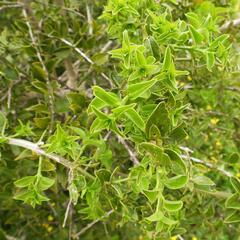 Azima tetracantha, photograph (c) Henry de Lange, some rights reserved (CC BY)